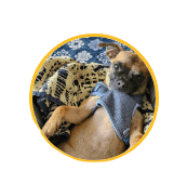Good Bruce Logo